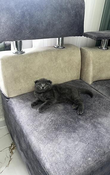 Pişiklər: Britan — 12