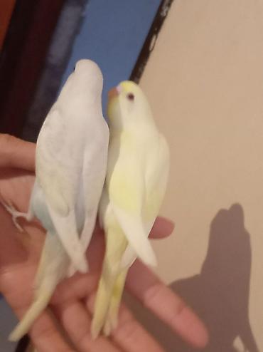 Tutuquşları: Məhsul: Dalğalı tutuquşu (bazarık/parakeet) cütü Təsvir: - Rənglər — 1