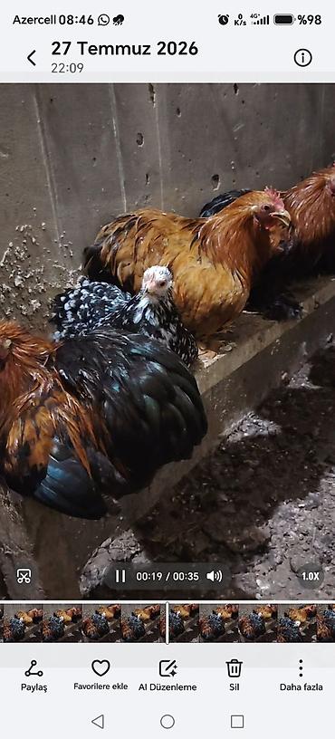 cuce ve xoruz: Məhsul: Ev quşları – ördəklər və toyuqlar Təsvir: - Foto və — 7