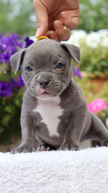 Продажа собак: Американский булли, 2 месяца, Самец — 11