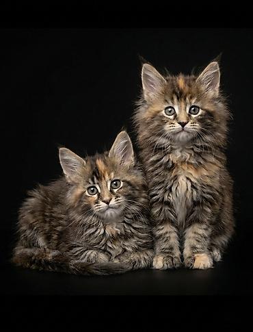 мейкун кошки: Породистые котята мейн‑кун (окрасы: черепаховый/табби с тёплыми рыжими — 2