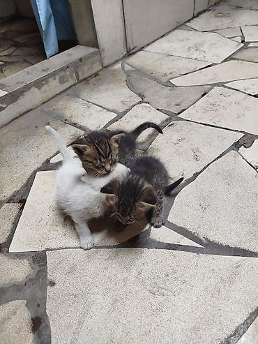 нужные вещи: В доброе руки отдадим котёнка на фото мама. остался один котенок — 1