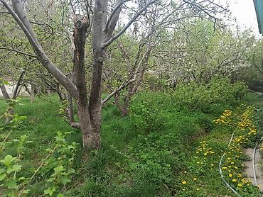 Продажа коттеджей и домов: В с.Теплоключенко продается большой благоустроенный дом.Имеются все — 2