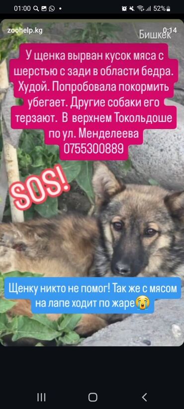 лошадь лошадь: Ит бекер берилет: 4 айлык, Эркек