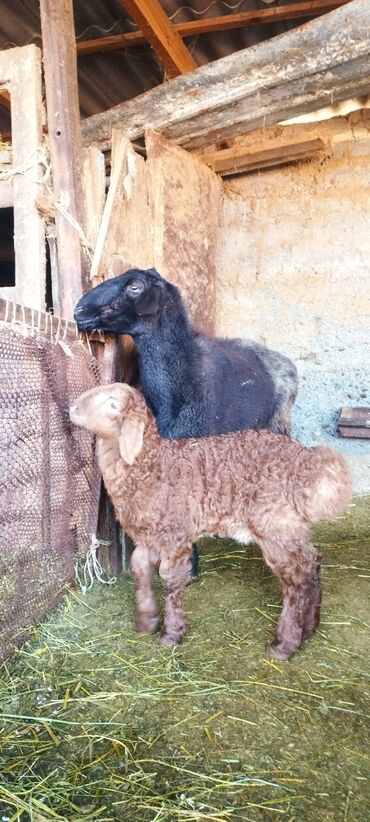 Баран, овца: Продаю | Овца (самка) | Полукровка | Для разведения | Ягнившаяся — 1
