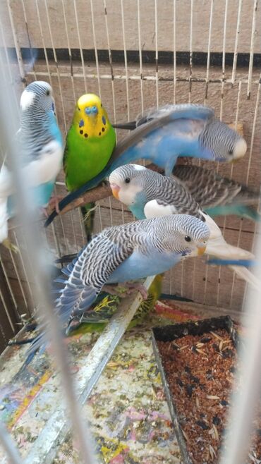 купить котенка бесплатно: Hopdavoy 8 manattan hamsi 25 ededMəhsul: Dalmatin, səma-mavi