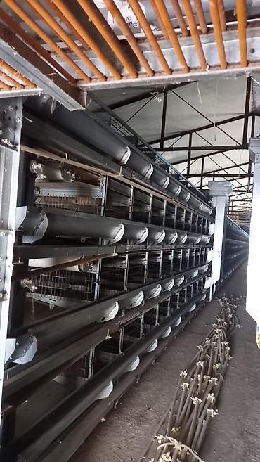 perforator satilir: Salam. Yumurtaliq toyuq avadaliği satilir 1defe istiyade olunub tam — 1