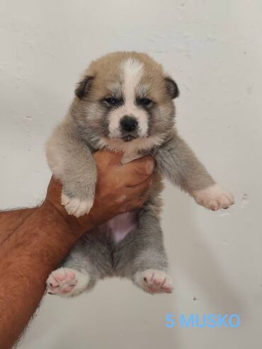 Psi: Stenci Akita Inu (Japanska Akita)ostenjeni 25.08.25. vakcinisani — 2