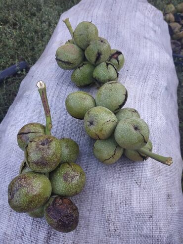 бешик курт: Саженцы грецкого ореха (Juglans regia) – скороплодные, крупноплодные