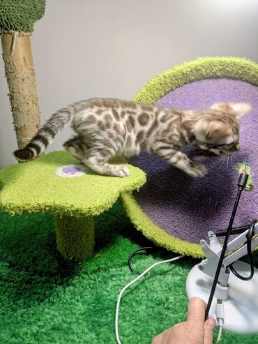 Продажа кошек: Бенгальская, 2 месяца, Мальчик, С документами, Приучена к лотку, Проглистована — 22