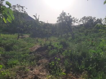 sabunçuda torpaq: 3 sot, Tikinti, Mülkiyyətçi, Kupça (Çıxarış)