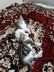 Pişiklər: Türk anqora, Dişi, Yaxşı əllərə, Ünvandan götürmə -da lalafo.az — 28 Pişiklər: Türk anqora, Dişi, Yaxşı əllərə, Ünvandan götürmə — 28