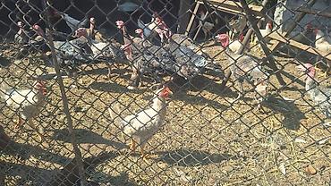купить индюк: Продаю | Индюшата | Полукровка | На забой, Для разведения — 4