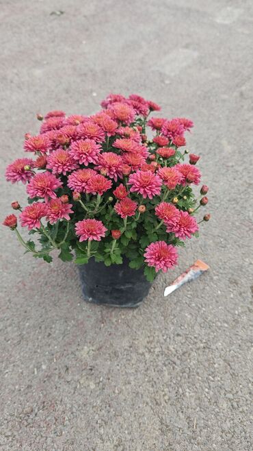 Çöl bitkiləri: 1.50 aznden başlayan qiymətlərlə Xrizantema (Chrysanthemum) bəzək — 15
