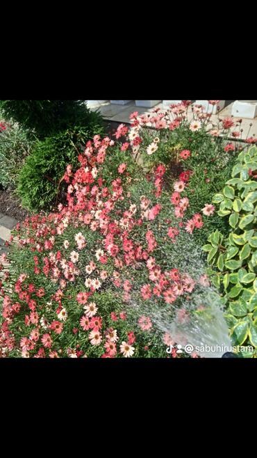 Bağbanlar: Bağ işləri ağac və kolların budanması,şəkilləndirməsi dərmanlara qazon -da lalafo.az — 18 Bağbanlar: Bağ işləri ağac və kolların budanması,şəkilləndirməsi dərmanlara qazon — 18