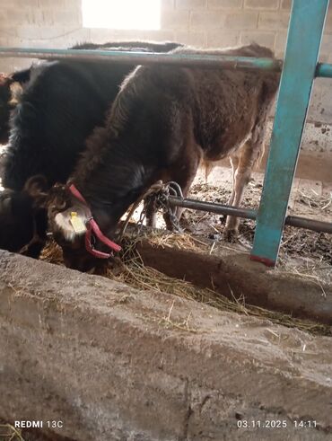 дог собака: Продаю | Бык (самец) | Для разведения at lalafo.kg дог собака: Продаю | Бык (самец) | Для разведения
