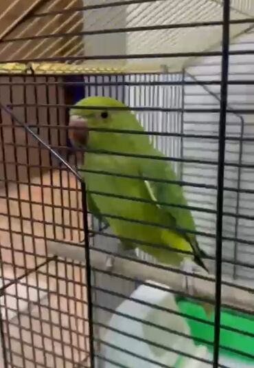 искусственная зелень: Продаю ожерелового попугая5 мес