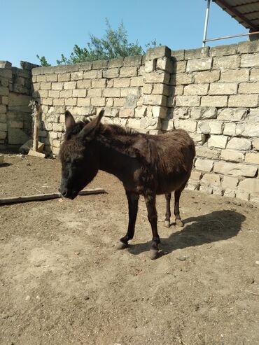 Другие животные: Eşşəy südü göz qabağında sağılır hər gün olur göy öskürək,öskürək