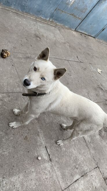 собака бишкек: ‼️‼️18 апреля в районе Политеха,БГУ потерялась собака. Кобель по