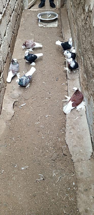 goyercin sumqayit: Satılır: rəngbərəng paxtaayaqlı (tüklü ayaqlı) dekorativ göyərçinlər — 3