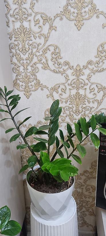 хавортия: Сансевиерия хавортиевидная (Sansevieria hahnii), также известна как — 8