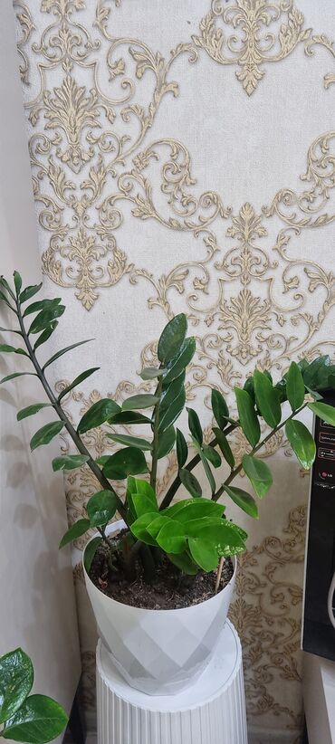 Кактусы: 🌿 Продаю домашние растения 🪴 Красивые, ухоженные и полезные для вашего — 7