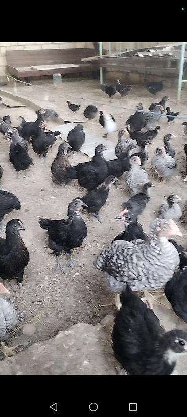 qarğa balası satılır: Toyuq cücələri, Ətlik — 1