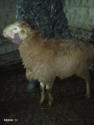 Баран, овца: Продаю | Баран (самец) | Для разведения — 8