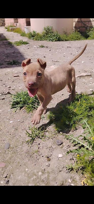 İtlər: Pitbul, 2 ay, Erkek, Ünvandan götürmə — 3