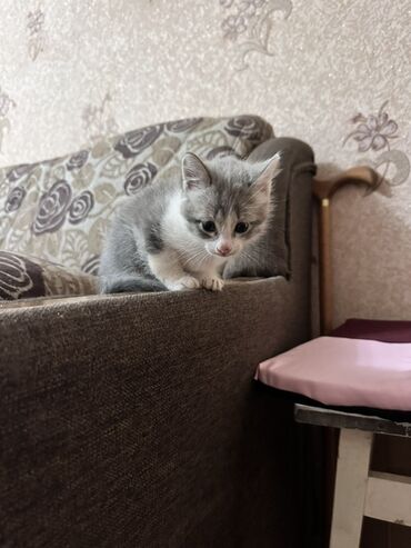 стрижка кошек с выездом на дом: Кошка даром: Беспородная, Мальчик
