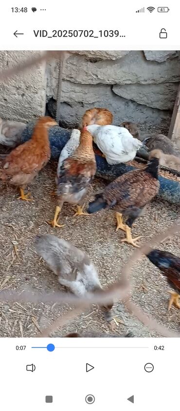 Akvarium aksessuar və ləvazimatları: Toyuq, Damazlıq, Ünvandan götürmə