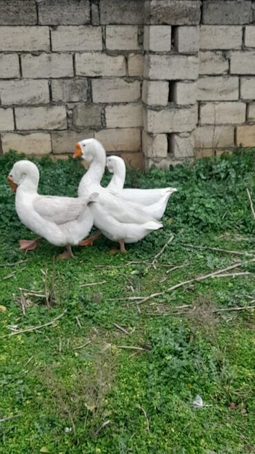 kend çolpası: Erkək, Damazlıq, Ünvandan götürmə