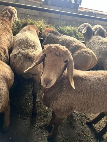 Бараны, овцы: Продаю | Баран (самец) | Эдильбаевская | Для разведения — 4