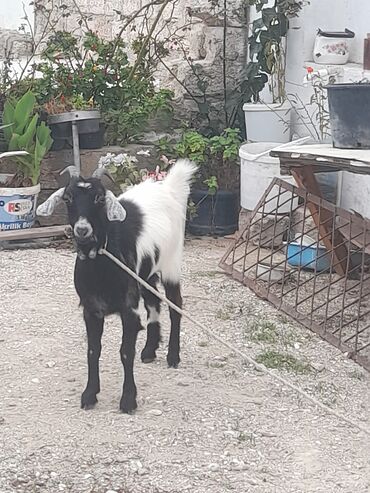 Inəklər, öküzlər: Digər kənd təsərrüfatı heyvanları