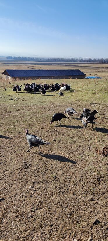 Индюки: Продаю | Индюк (самец) | Черный принц | Для разведения | Племенные — 5