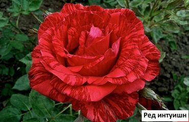 Садовые цветы и кустарники: Саженцы цветка: Розы, Самовывоз, Бесплатная доставка — 26