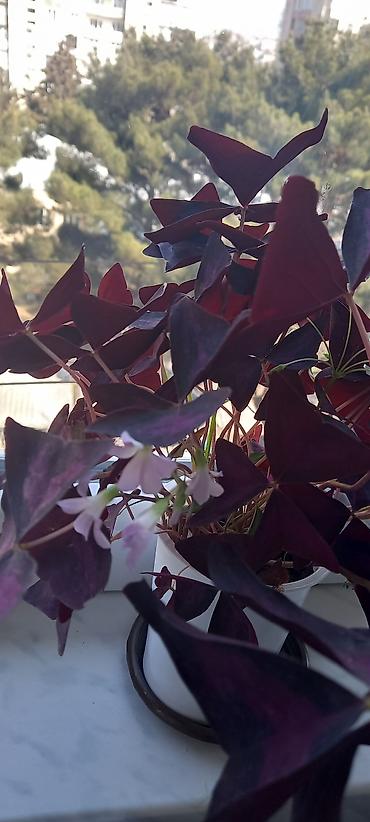 nokia yarpaq: Məhsul: Otaq bitkiləri – Fuksiya (Fuchsia), Qızılgüləoxşar — 4