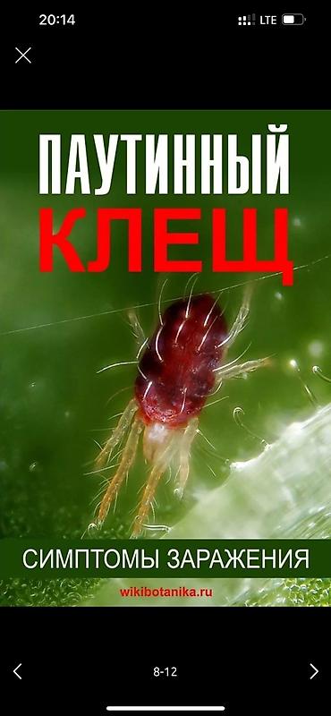 Дворники, садовники: 🌱Я садовник обработка сада ранее весенней обработка плодовых — 8