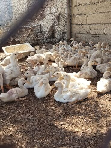 Akvariumlar: Ördək balalarının böyük sürüsü, qismən ağ və qismən boz rəngli