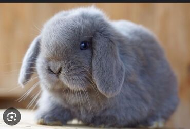 декоративный кролик: Нужен кролик (мальчик ) для вязки голландский вислоухий барашек все