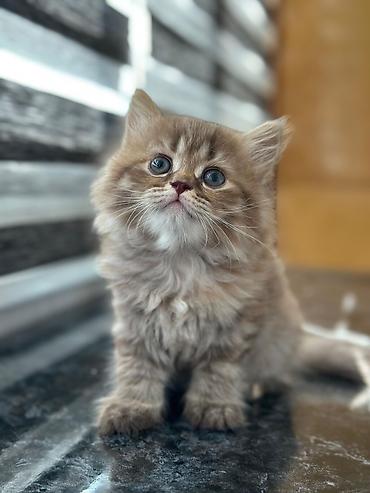 Pişiklər: Britan — 6