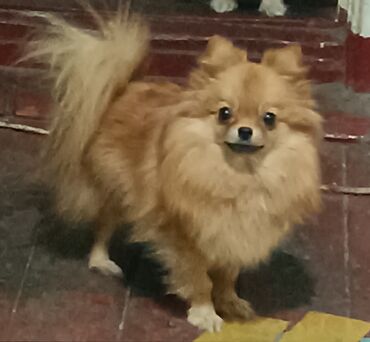 Продажа собак: Шпиц, 2 года, Самка, С родословной — 10