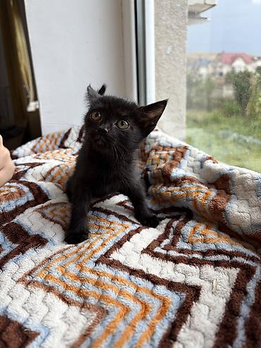 куплю кошка: Кошка даром: Беспородная, 2 месяца, Девочка, Приучена к лотку — 4