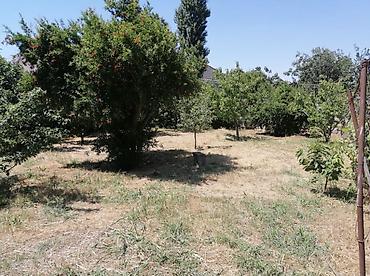 Torpaq sahələrinin satışı: 8 sot, Tikinti, Bələdiyyə — 1