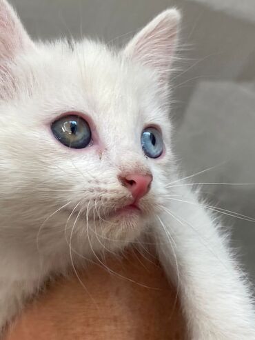 миска для животных: Котята 2 месяца. трое белых,у двоих котят гетерохромия один глаз