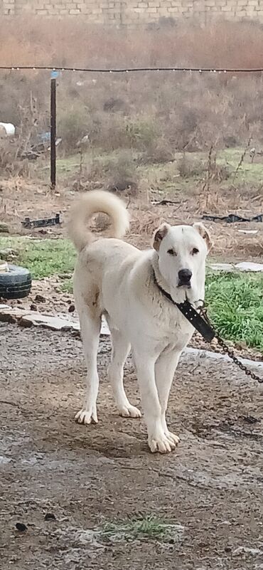 İtlər: Alabay, 8 ay, Erkek, Peyvəndli, Ödənişli çatdırılma — 11