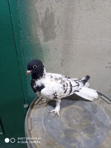 Göyərçinlər: Qara-ağ ləkəli dekorativ göyərçin - Rəng: baş və boyun hissəsi tünd -da lalafo.az — 5 Göyərçinlər: Qara-ağ ləkəli dekorativ göyərçin - Rəng: baş və boyun hissəsi tünd — 5