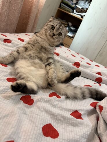 утерянные документы: Отдам кошку в хорошие добрые руки ☺️ приучина к лотку, не at lalafo.kg утерянные документы: Отдам кошку в хорошие добрые руки ☺️ приучина к лотку, не