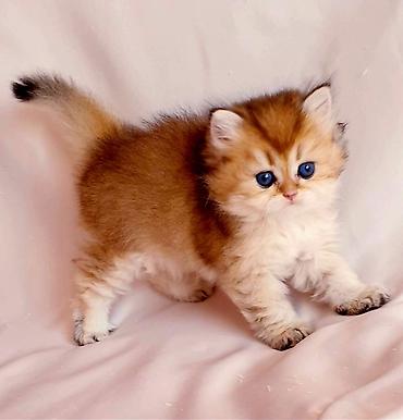 Pişiklər: Şotland — 4