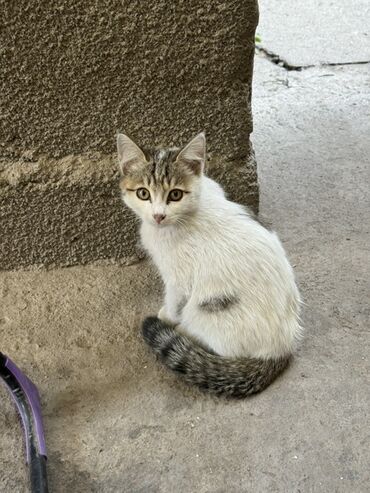цена померанского шпица: Котята Отдам даром - Возраст: ориентировочно 2–3 месяца (малыши на